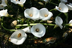 Lilies