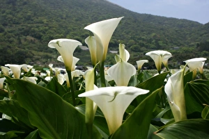 Lilies