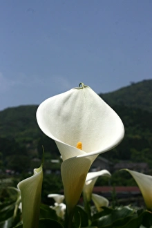 Lilies
