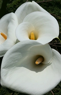 Lilies