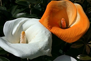 Lilies