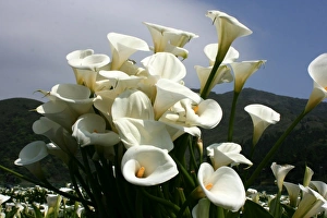 Lilies