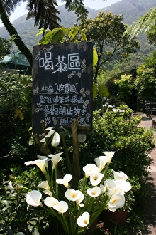 Lilies