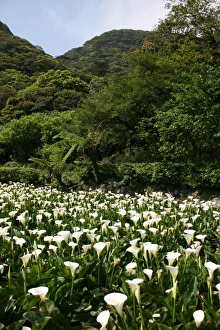 Leaves