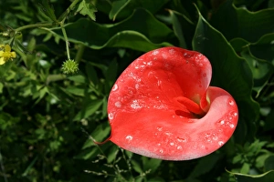 Lilies