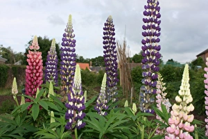 Blue Prints: Lupin (Rights managed)