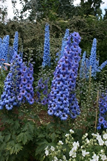 Lupin (Rights managed) Size: 5222 x 3482 pix 17.407 x 11.606 300dpi Lupin (Rights managed) Size: 5222 x 3482 pix 17.407 x 11.606 300dpi