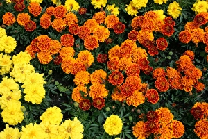 Flower Prints: Marigold