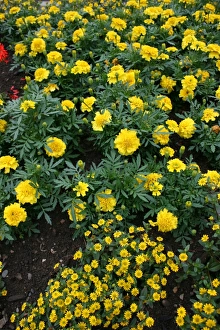 Flower Prints: Marigolds and daisies