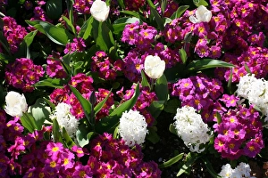 Mixed flowers