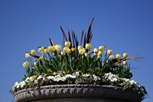 Mixed flowers