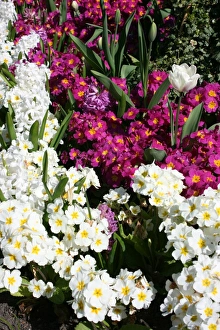 Mixed flowers