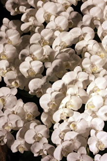 Orchid