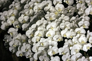 Flower Prints: Orchid