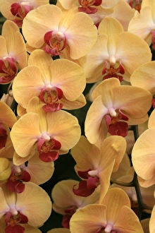 Orchid