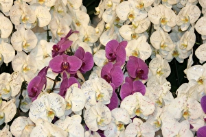 Orchid