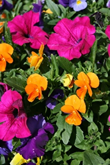 Mixed flowers