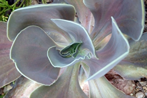 Aloe