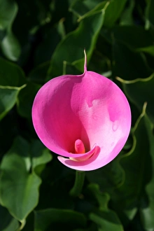 Pink lily Pink lily