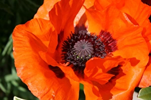 Poppy