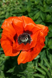 Poppy