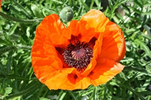 Poppy