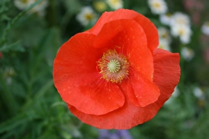 Poppy