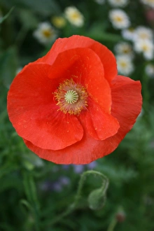 Poppy