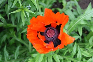Poppy (Rights managed) Size: 5222 x 3482 pix 17.407 x 11.606 300dpi Poppy (Rights managed) Size: 5222 x 3482 pix 17.407 x 11.606 300dpi