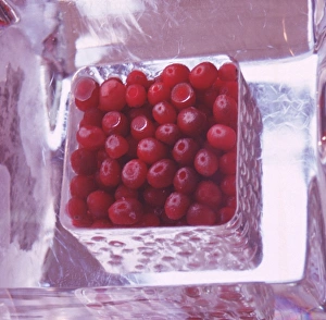 Fruit Prints: Redcurrants in ice