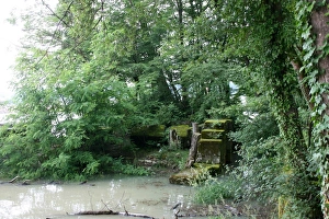 Tree in Water