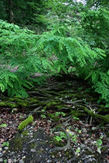 Tree in Water