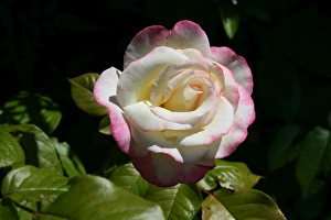Flower Prints: Rose