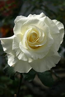 Flower Prints: Roses