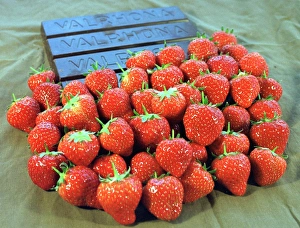 Strawberries with dark Valrhona chocolate