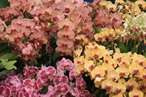 Orchid