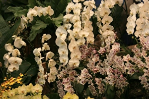 Orchid