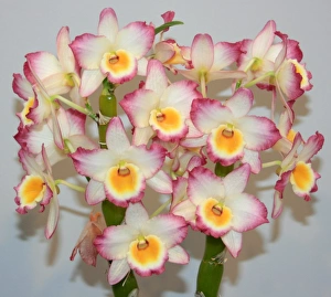 Orchid