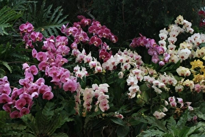 Orchid