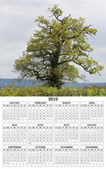 Tree calendar 2019 poster