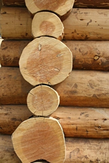 Tree logs