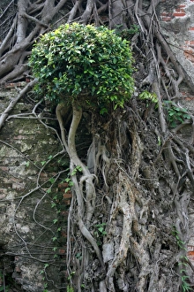 Leaves