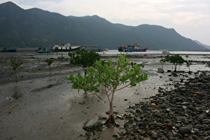 Tree in Water