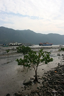 Boat Prints: Tree in Water