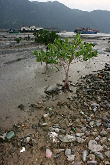 Tree in Water