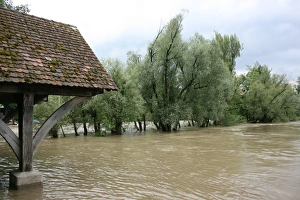 Trees in the water, River Rhine, Rheinfelden, Switzerland
