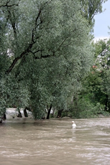 Trees in the water, River Rhine, Rheinfelden, Switzerland