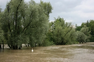Trees in the water, River Rhine, Rheinfelden, Switzerland