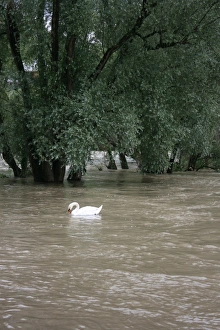 Tree in Water