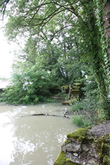 Tree in Water